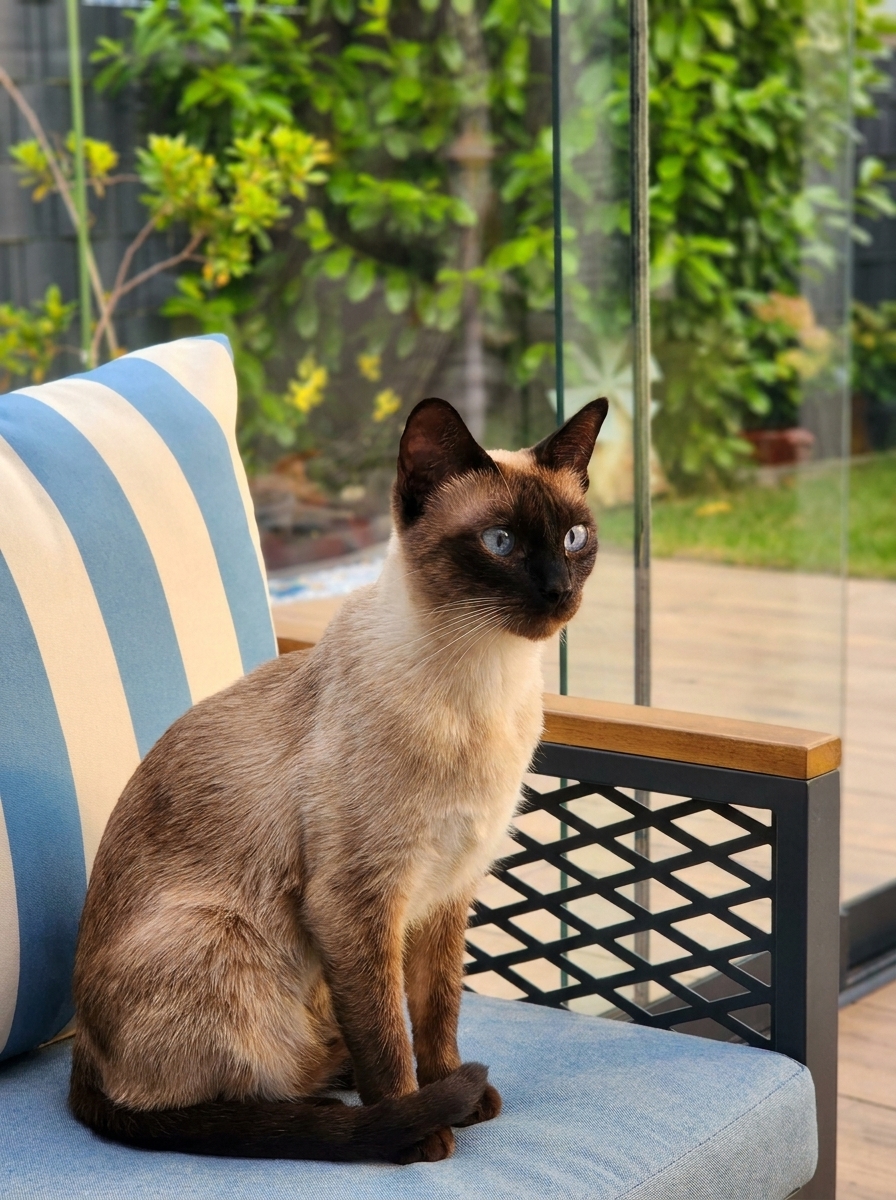 Siam Old Style Katze